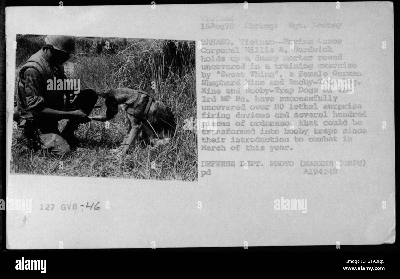 "Marine Lance Corporal Millie B. Hardwick hält eine duany-Mörserrunde, die von meinem und dem Booby-Trap-Hund "Sweet Thing" während einer Trainingsübung in DANANG, Vietnam, am 16. August 1970 entdeckt wurde. Diese speziell ausgebildeten Hunde aus dem 3. MP BN. Seit der Einführung im März mehr als 80 tödliche Überraschungsfeuer und Hunderte potenzieller Sprengfallen entdeckt haben.“ Stockfoto