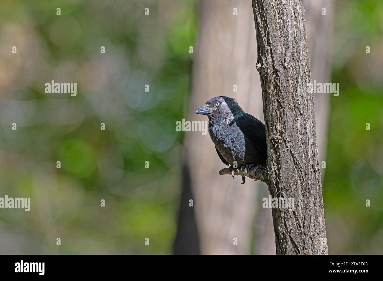 Westlicher Jackdaw (Coloeus monedula), der auf dem Zweig steht. Stockfoto