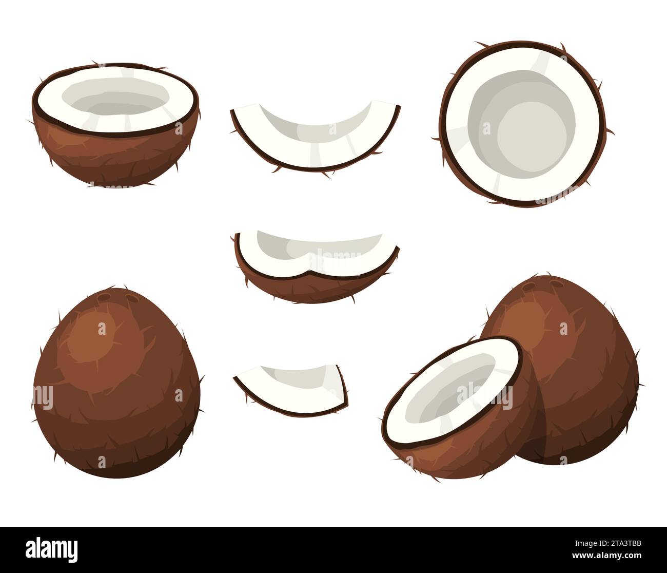 Kokosnuss-braune Früchte mit Nusssegmenten, halb geschnitten, Scheibe auf weißem Hintergrund. Sommerfrüchte für einen gesunden Lebensstil. Tropische Küche, Bio-Natur Stock Vektor