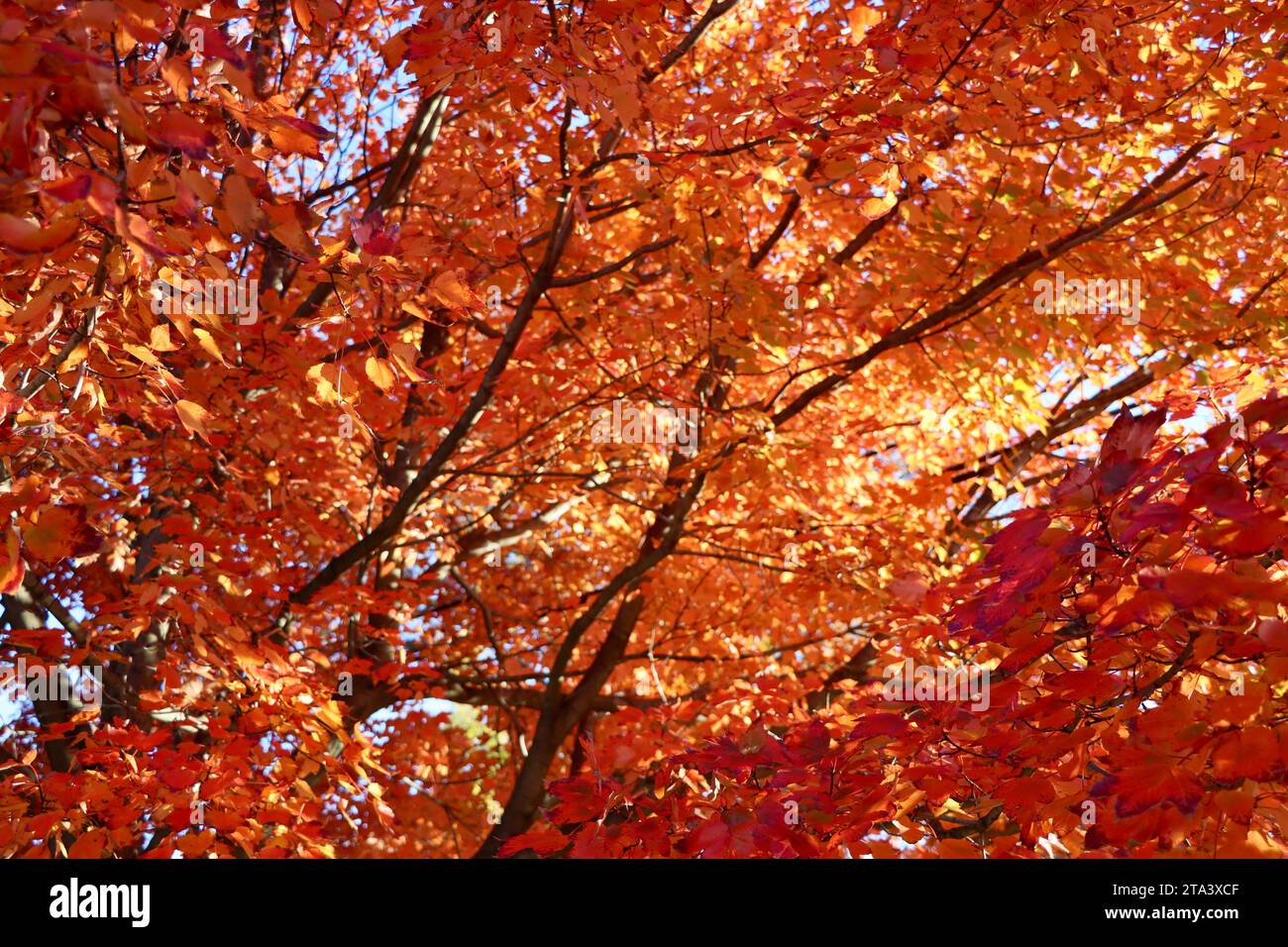 Farbenfroher Baum in Lakewood, Ohio im Herbst 2023 Stockfoto