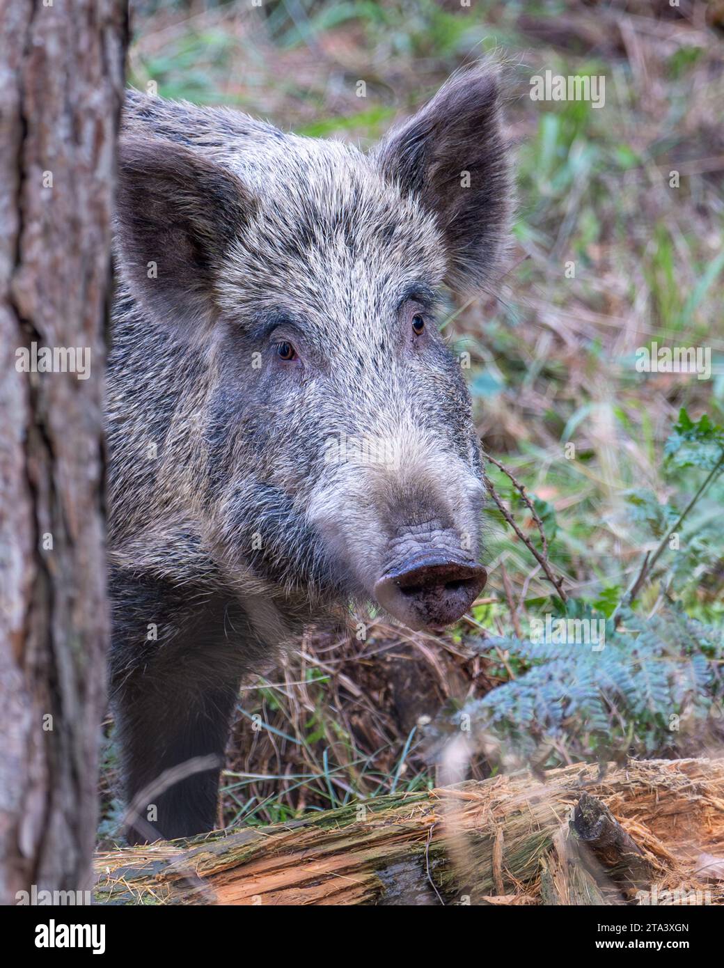 Wildschwein im Forest of Dean Stockfoto