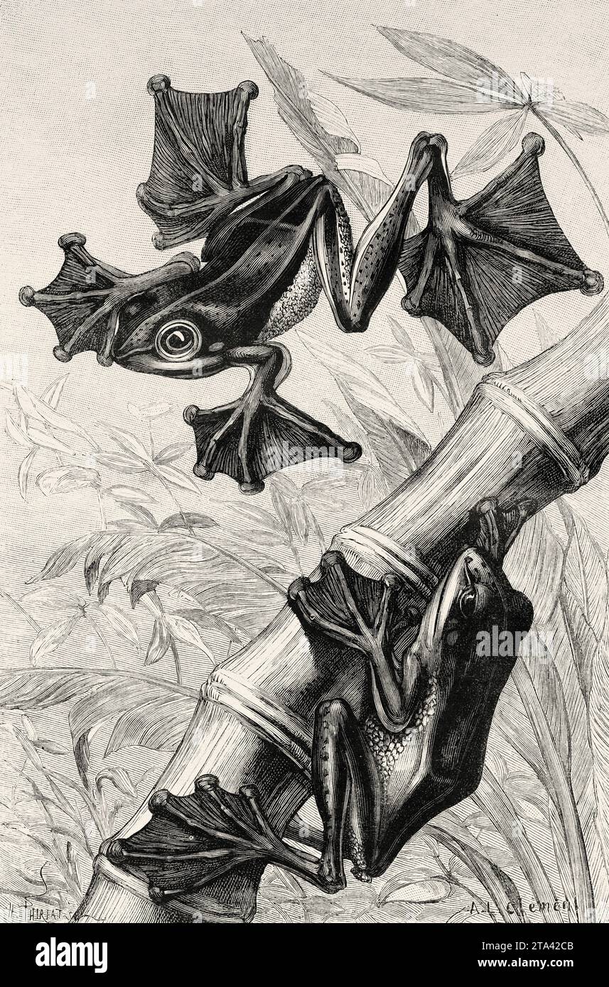 Unwohlsein fliegendes Batrachian. Rhacophorus reinwardtii ist eine Froschart aus der Familie der Rhacophoriden. Bekannt als Schwarzwebetrog, grüner fliegende Frosch, Reinwardts fliegende Frosch oder Reinwardts Baumrog. Alte Illustration aus La Nature 1887 Stockfoto