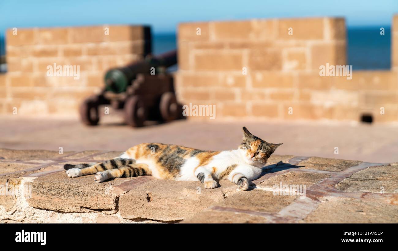 Katze schläft in der Zitadelle Essaouira, einer robusten Festung entlang der marokkanischen Küste, die sich in der historischen Altstadt Medina von Essaouira, Marokko, befindet Stockfoto