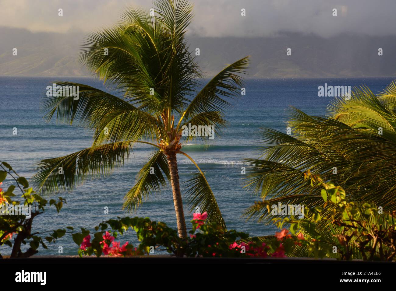 Palmen auf Maui Hawaii USA Stockfoto