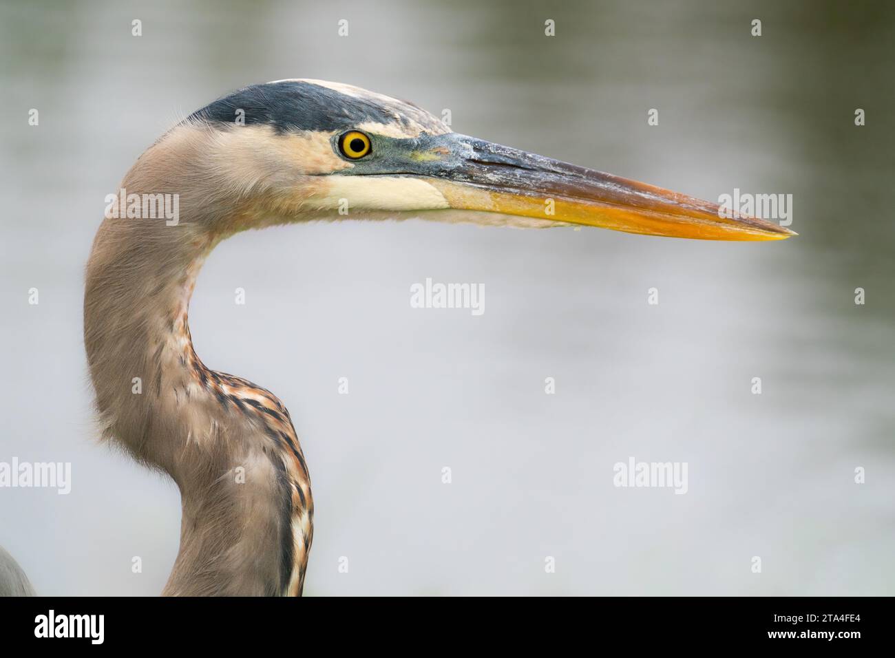 Ein großer blauer Reiher in Polk County, Florida Stockfoto