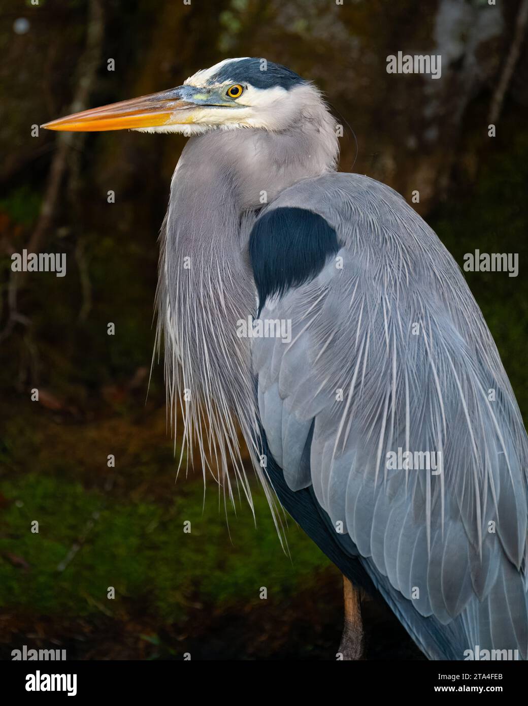 Ein großer blauer Reiher in Polk County, Florida Stockfoto