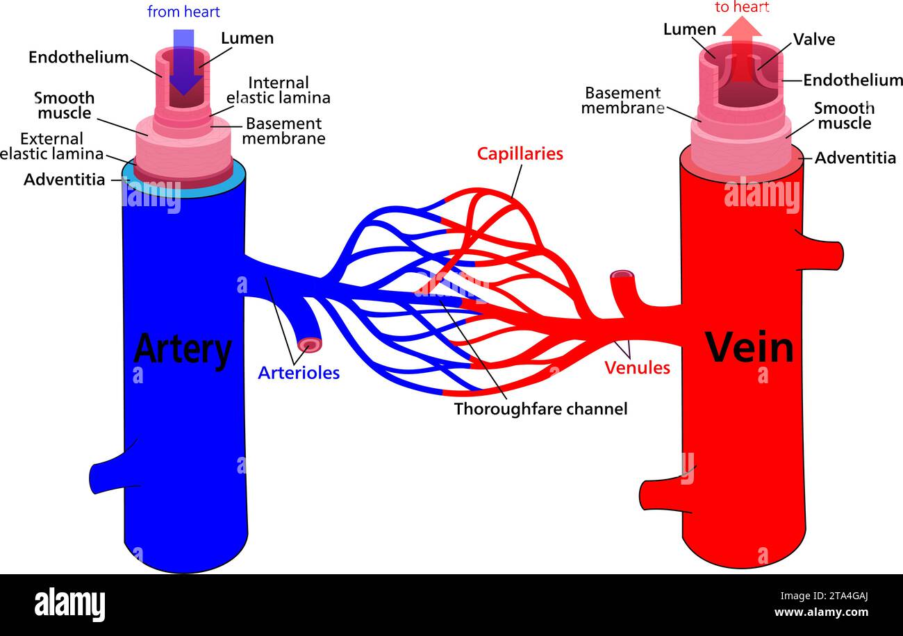 Diagramm der Gefäßstrukturen und Arterien, Venen und Kapillaren. Vektorabbildung. Stock Vektor
