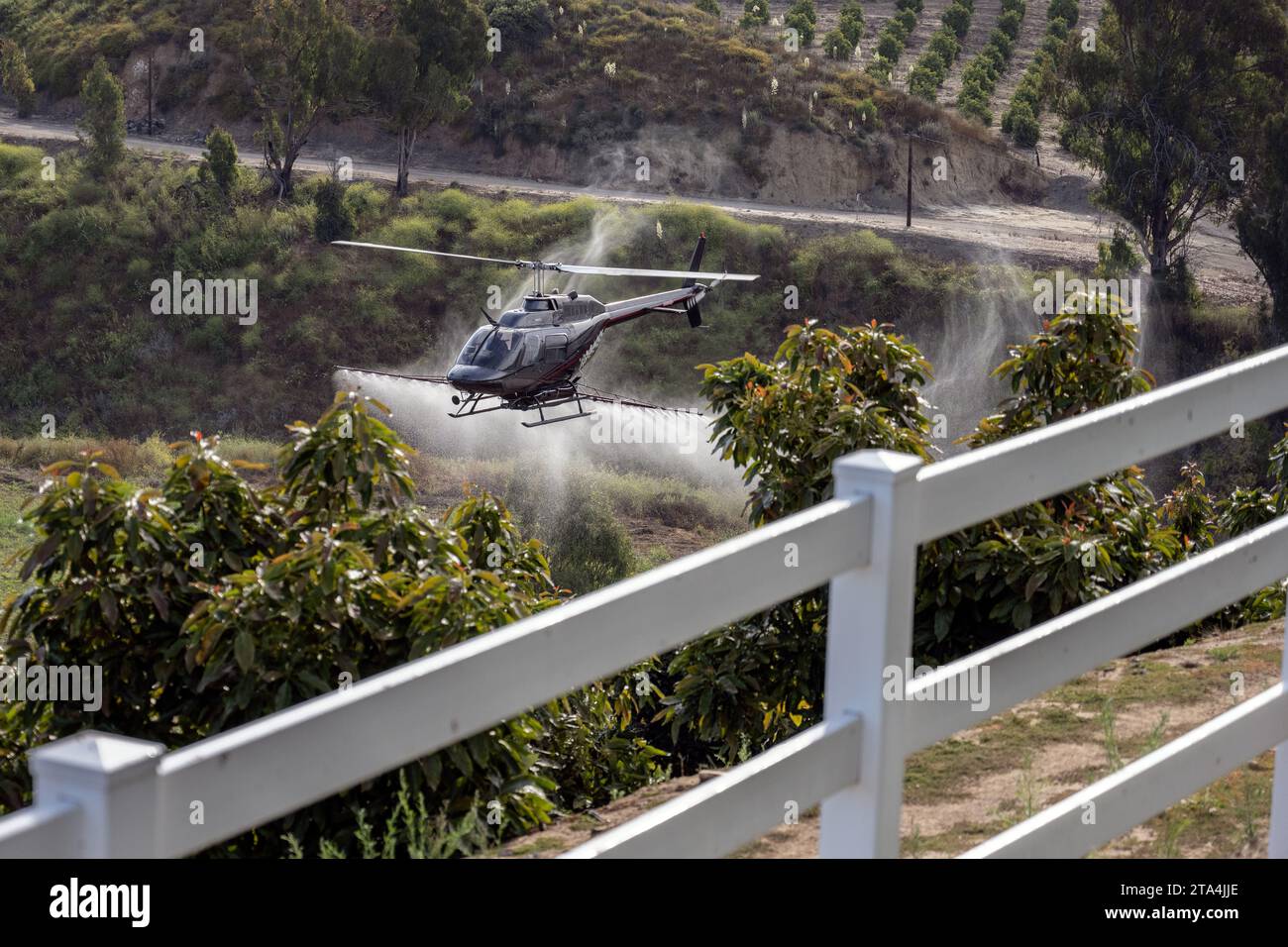 Der landwirtschaftliche Hubschrauber fliegt tief über den Avocadobäumen, um die Schädlingsbekämpfung und die Verteilung des Pestizids präzise zu steuern. Stockfoto