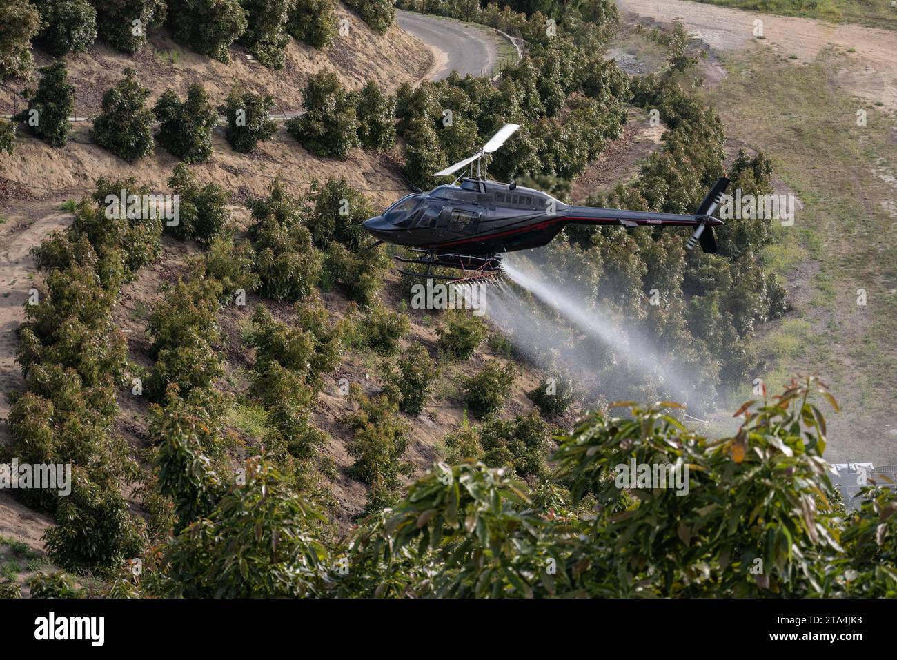 Der landwirtschaftliche Hubschrauber fliegt tief über den Avocadobäumen und hinterlässt eine Dampfspur von Pestiziden, die sich auf den Blättern absetzen. Stockfoto