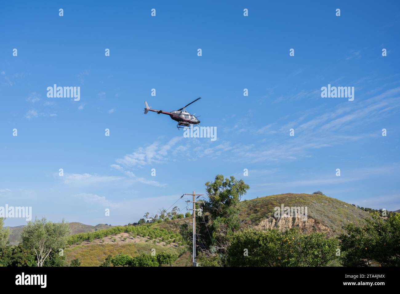 Präzisionshubschrauber, ausgerüstet zum Versprühen von Pestiziden, fliegt über den Obstgarten und macht einen ersten Hochpass. Stockfoto