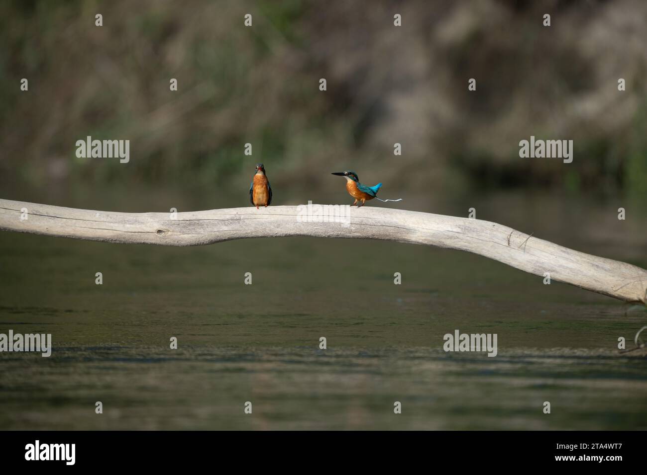 Zwei gewöhnliche Königsfischer auf einem Stück Treibholz über einem Fluss. Stockfoto