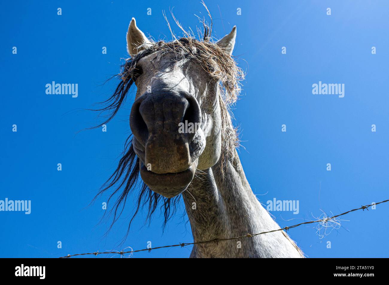 Porträt eines Pferdes, zerzaustes Rosshaar, Blick von unten, ländliche Gegend von Nova Friburgo, Bundesstaat Rio de Janeiro, Brasilien. Stockfoto
