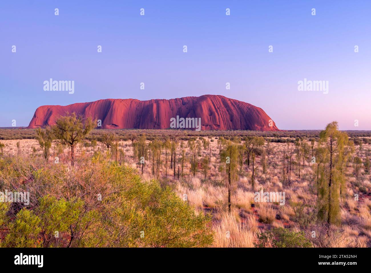 Spinifex Gras und Wüsteneichen (Allocasuarina decaisneana) bilden einen farbigen Teppich rund um den Uluru (Ayers Rock) im Northern Territory, Australien Stockfoto