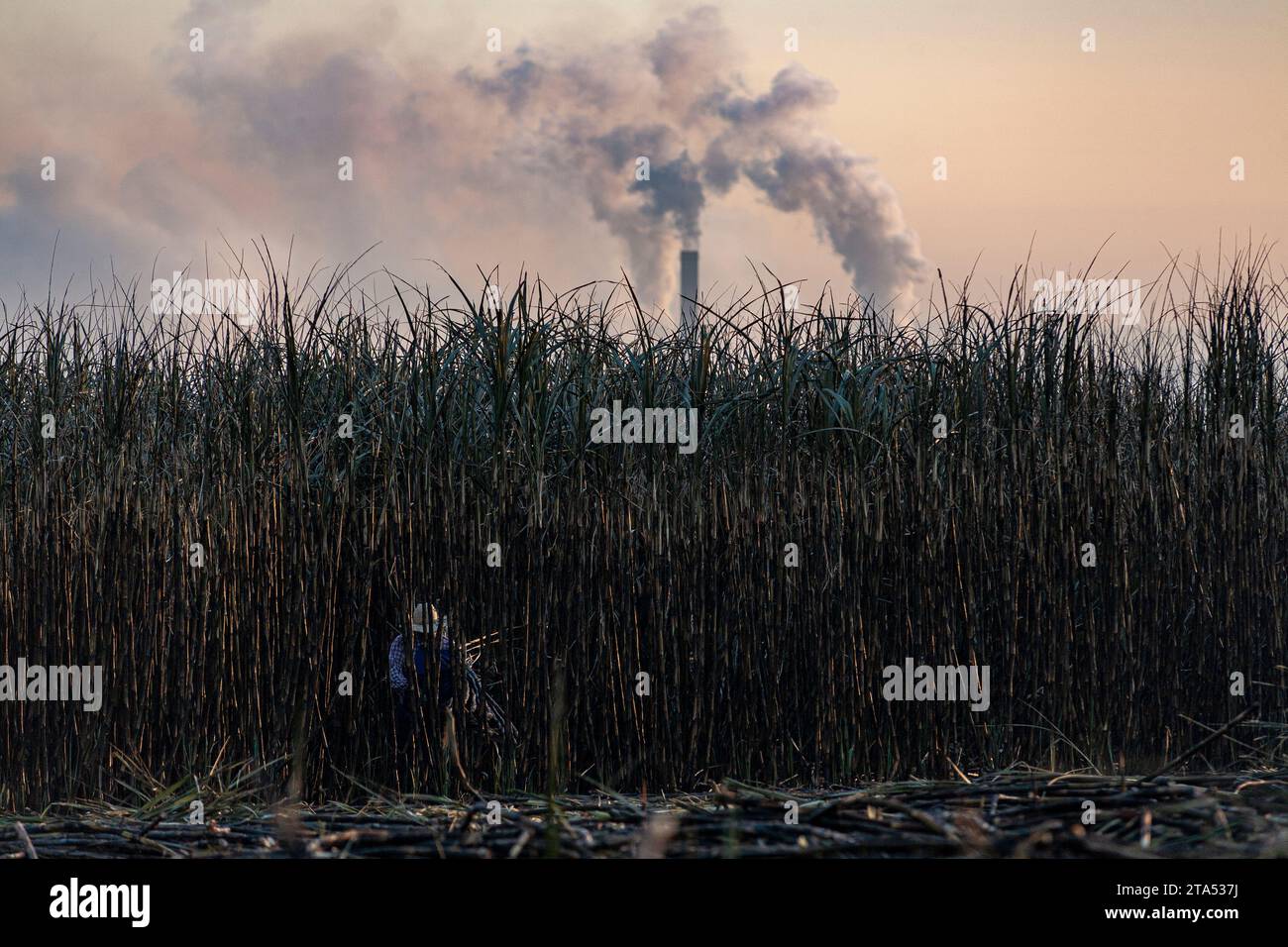 Zuckerrohrschneider, Ethanol- und Zuckerfabrik, Region Cosmopolis, Bundesstaat Sao Paulo, Brasilien. Stockfoto