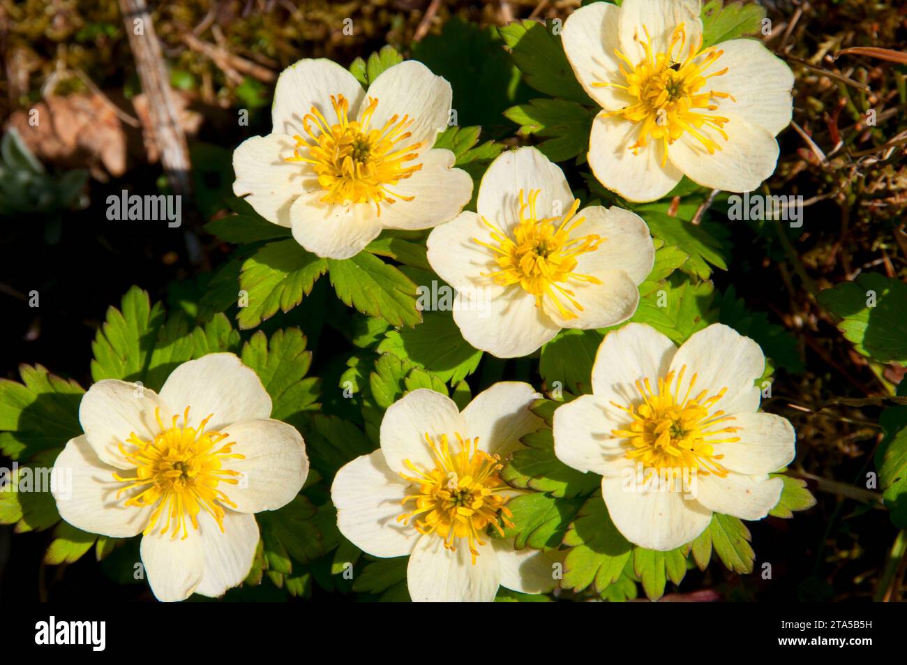 Marsh Marigold, Banff Nationalpark, Alberta, Kanada Stockfoto