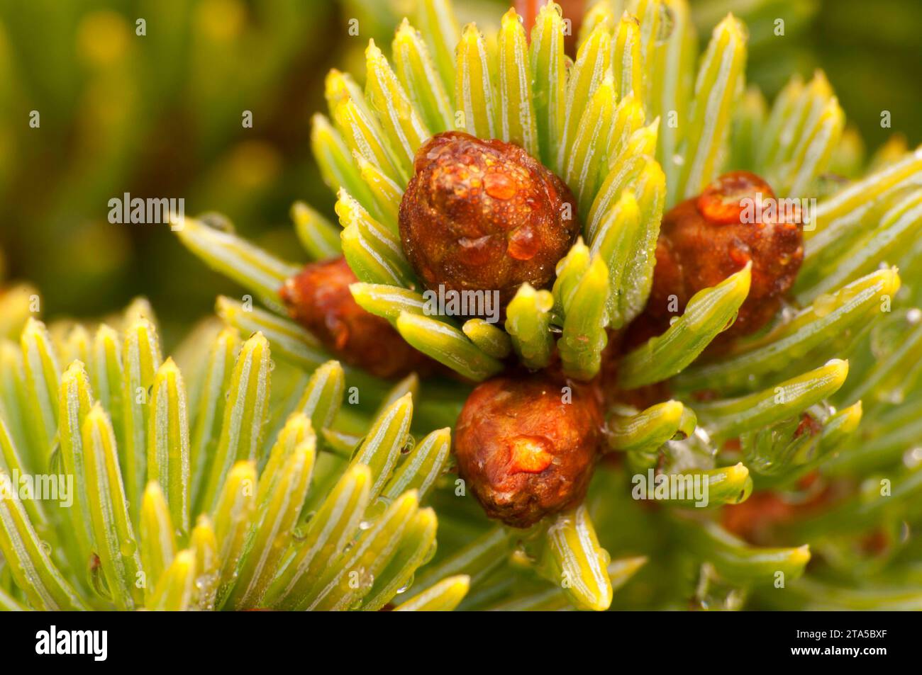 Fichtennadeln, Banff Nationalpark, Alberta, Kanada Stockfoto