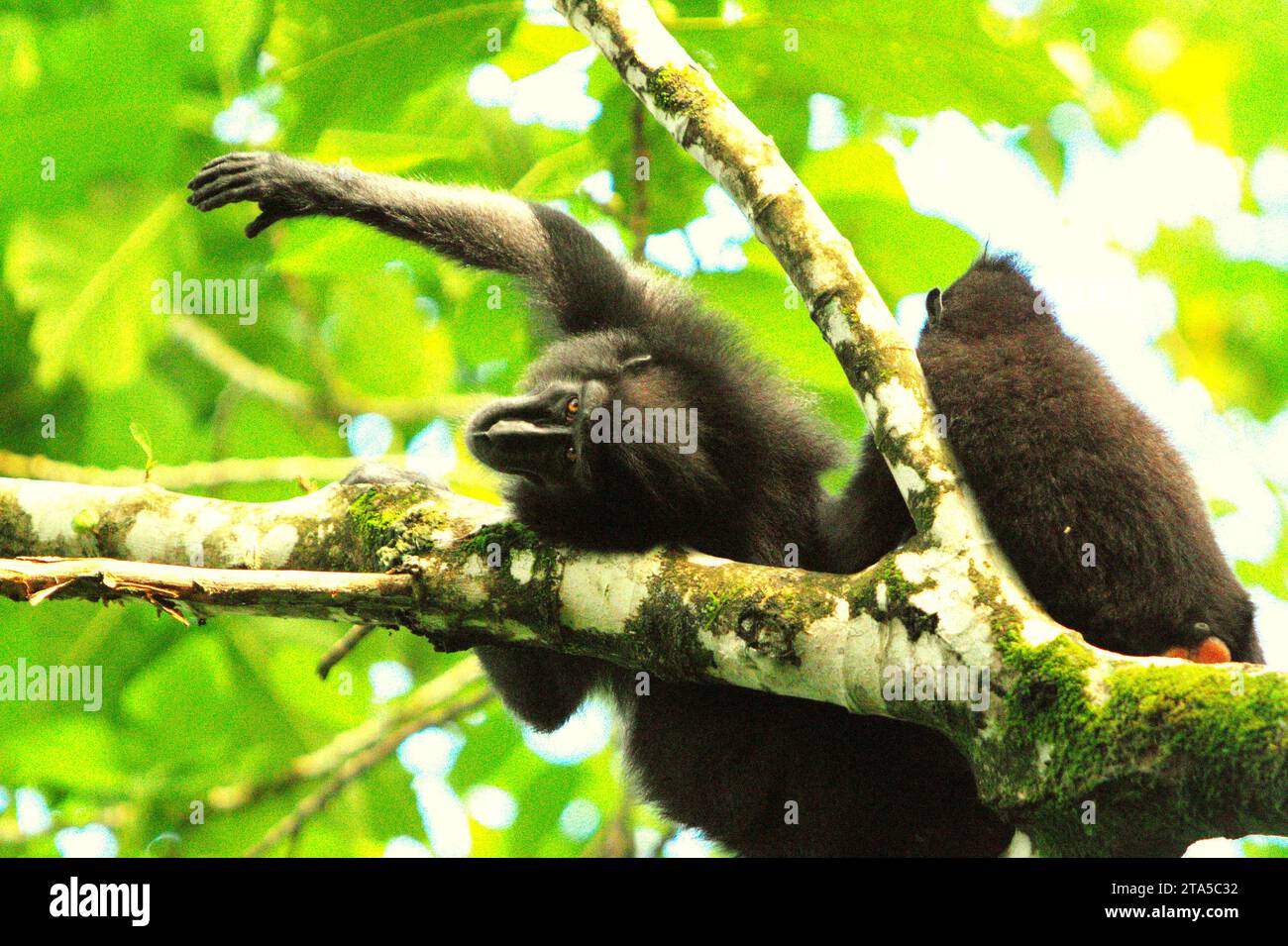 Ein Sulawesi-Schwarzhaubenmakaken (Macaca nigra) streckt seine Hand aus, während er von einem anderen Individuum auf einem Baumzweig im Tangkoko Nature Reserve, Nord-Sulawesi, Indonesien, gepflegt wird. Die Erwärmungstemperatur kann das Verhalten und den Fortpflanzungszyklus dieser bedrohten Art allmählich verändern. Außerdem verringert sie ihre Lebensraumtauglichkeit, was sie zwingen könnte, aus sicheren Lebensräumen zu ziehen und potenzielle Konflikte mit Menschen zu bewältigen. Ein kürzlich erschienener Bericht eines Wissenschaftlerteams unter der Leitung von Marine Joly ergab, dass die Temperatur im Tangkoko-Wald steigt, und der Fruchtreichtum insgesamt... Stockfoto