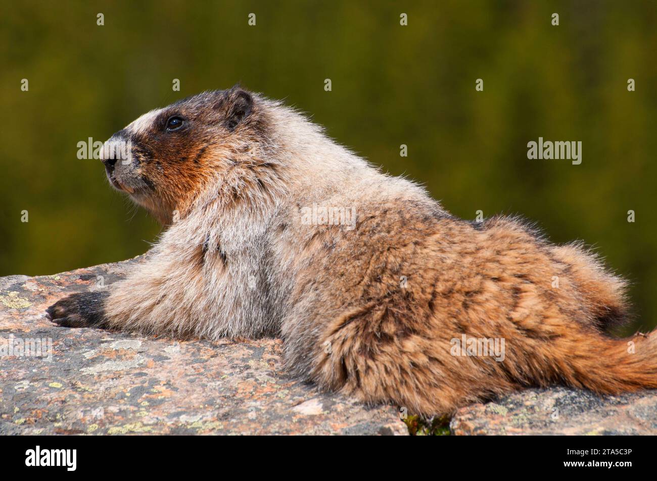 Murmeltier, Banff Nationalpark, Alberta, Kanada Stockfoto