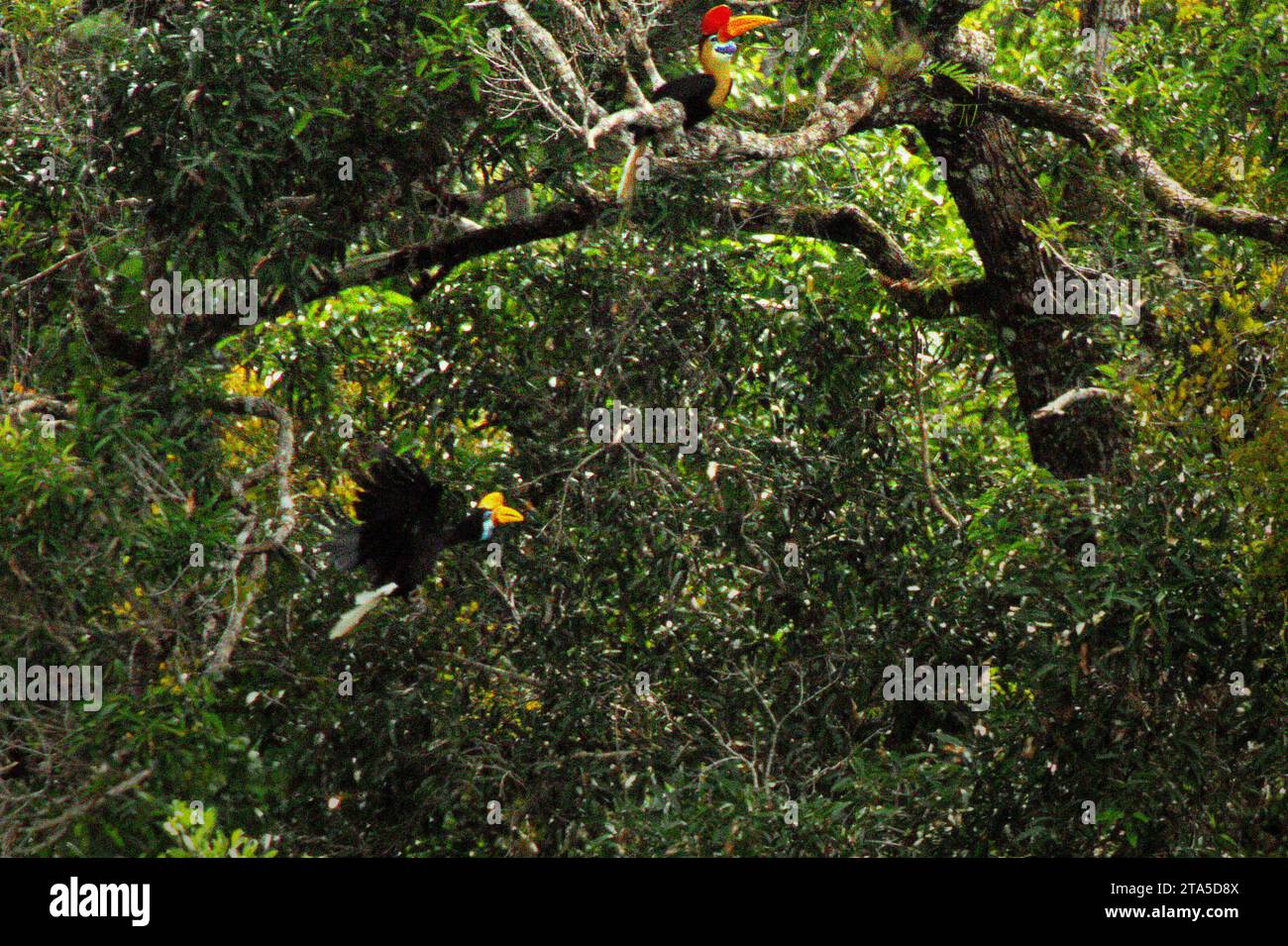 Ein Paar Noppenhornvögel (Rhyticeros cassidix) ernährt sich in einem dicht bewachsenen Gebiet am Fuße des Mount Tangkoko und Duasudara (Dua Saudara) in Bitung, Nord-Sulawesi, Indonesien. Nashornvogel, der aufgrund des hohen Wertes ihres Fleisches, ihrer Kaskaden und ihrer Schwanzfedern für die Jagd anfällig ist spielt eine wichtige Rolle bei der Regeneration von Wäldern und bei der Erhaltung der Dichte großer Bäume durch seine Fähigkeit als Saatgutverteilungsmittel, während gleichzeitig ein gesunder Regenwald aufgrund seiner kohlenstoffabsorbierenden Rolle bei der Bekämpfung der globalen Erwärmung wichtig ist. 'Tropenwälder mit hoher Integrität werden schätzungsweise rund 3,6 Milliarden abbauen und speichern Stockfoto