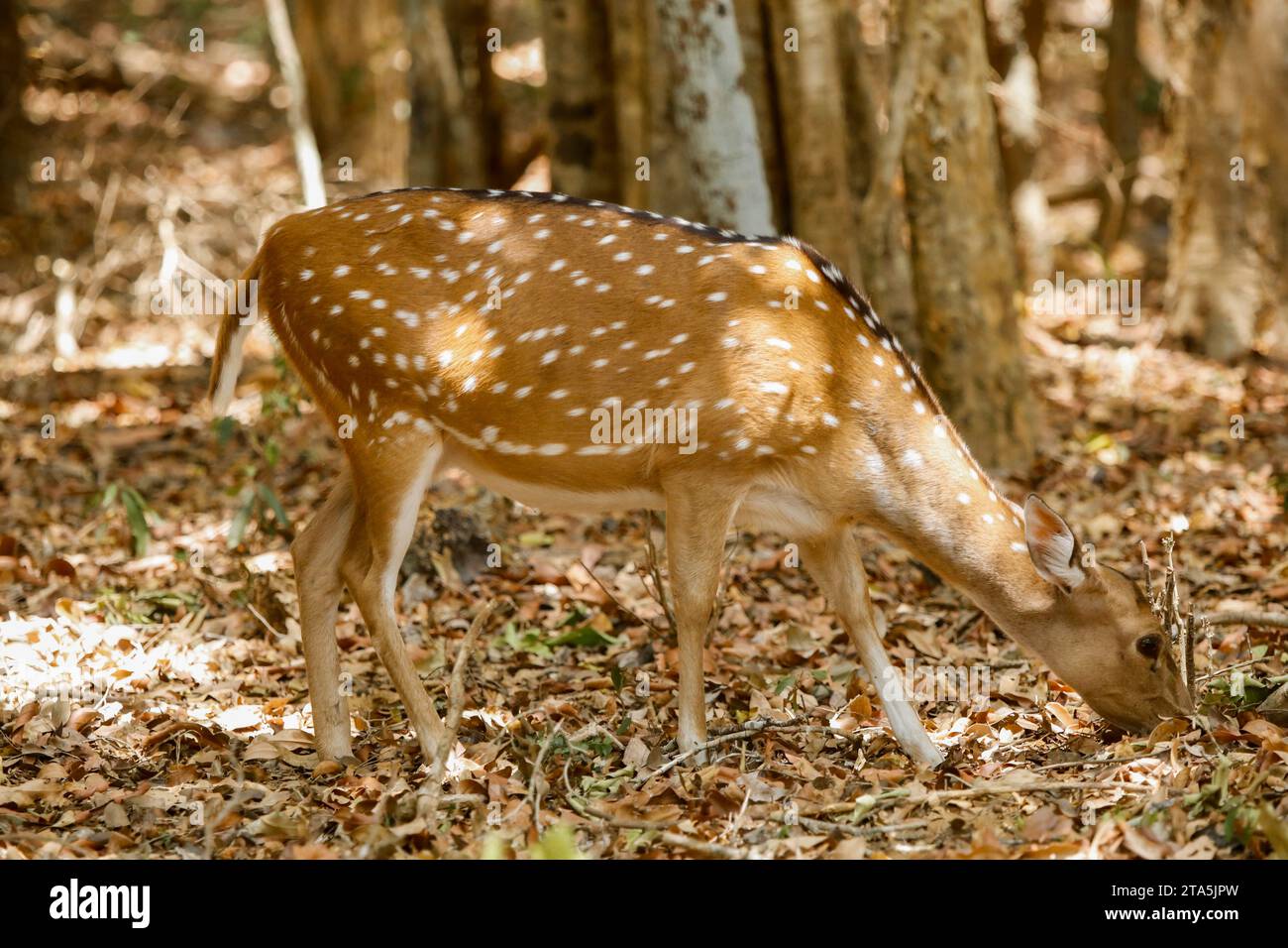 Hirsche im Wald von Wilpattuwa Sri lanka Stockfoto