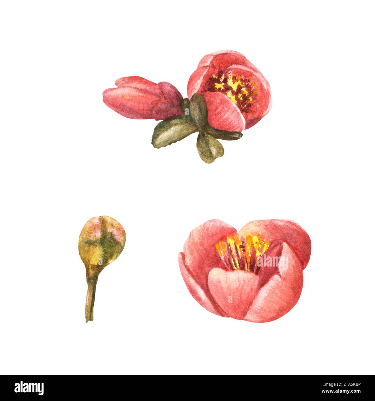 Aquarell handgezeichnete Set von Blumen, Knospen und Blättern von Quitten, Apfel oder japanischen Birnenbäumen, Frühlingsblüte. Pflanzen Sie Clipart-Illustration für Ihren Stockfoto