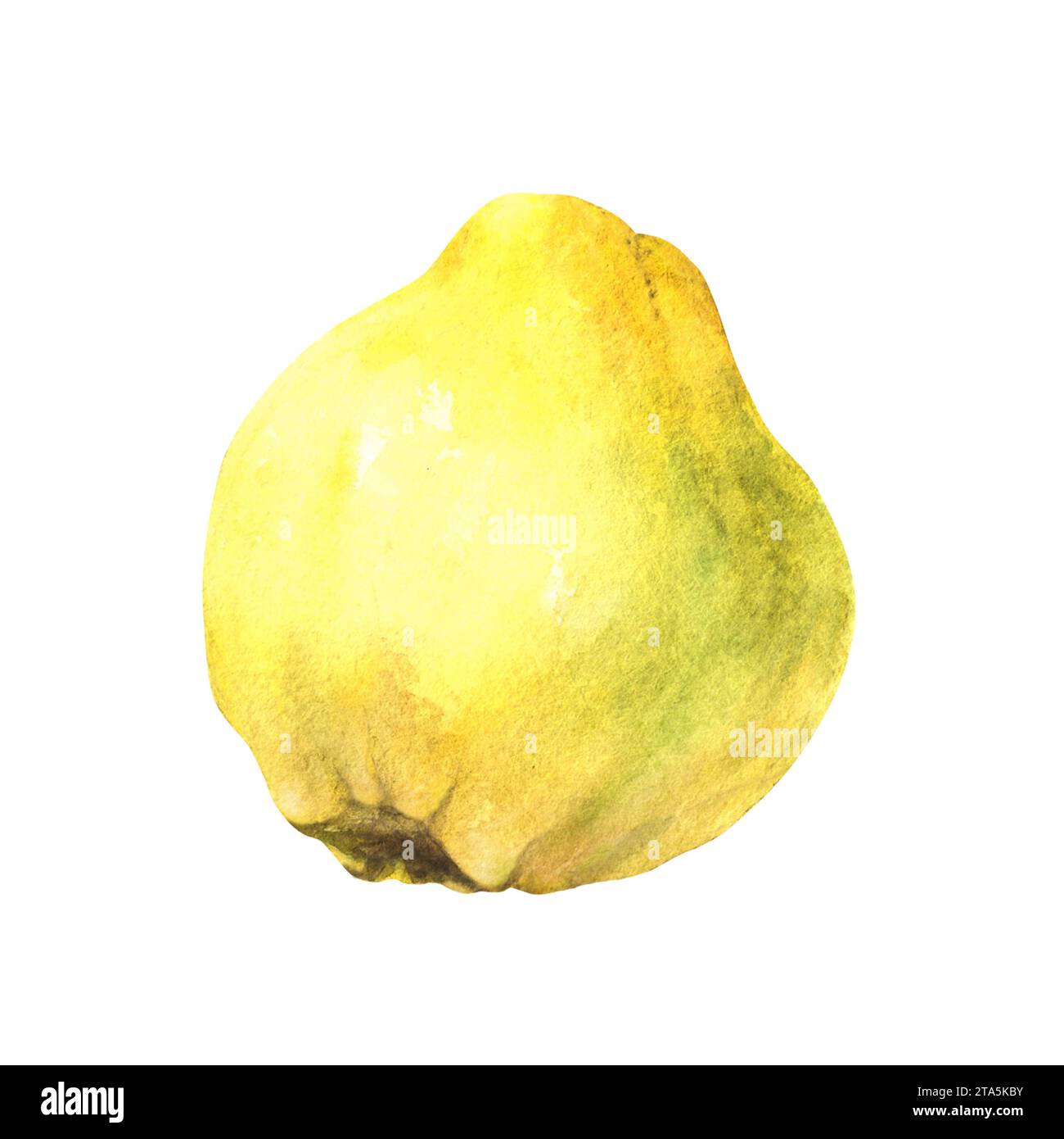 Handgemalte Aquarellillustration der gelben saftigen Quitte ganze reife Früchte. Clipart-Illustration für Aufkleber, Lebensmittel- oder Getränkeetiketten, Druck Stockfoto