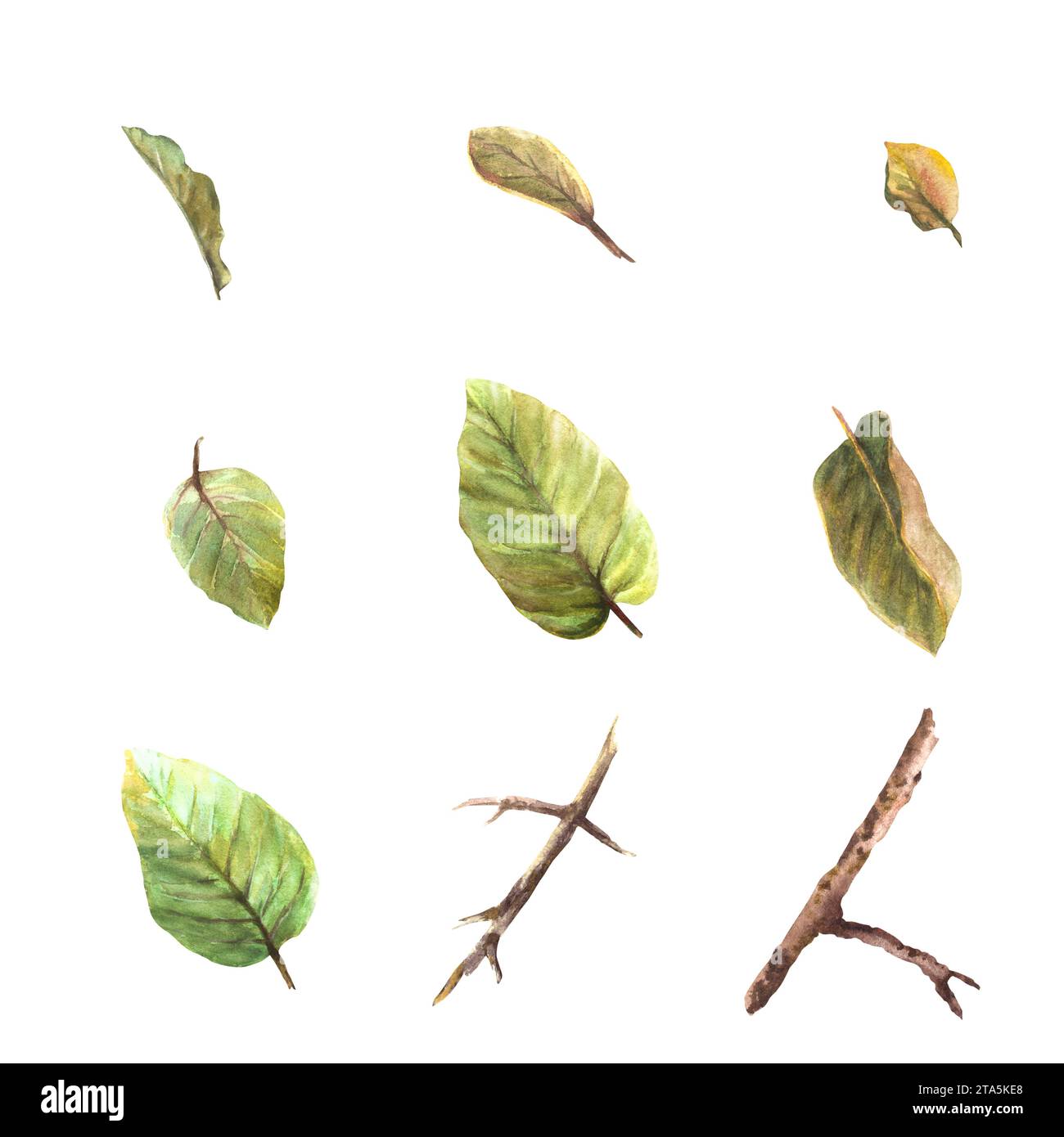 Aquarell handgezeichneter Satz von Blättern und Zweigen von Quitten, Apfel- oder Birnenbäumen, verschiedene Größen und Schattierungen. Pflanzen Sie Clipart-Illustration für Ihren Stockfoto