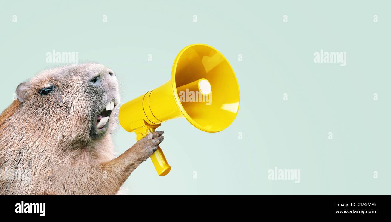 Der kreative Boss Capybara hält einen gelben Lautsprecher in der Pfote und schreit, Konzept. Werbung und Management, kreative Idee. Stockfoto