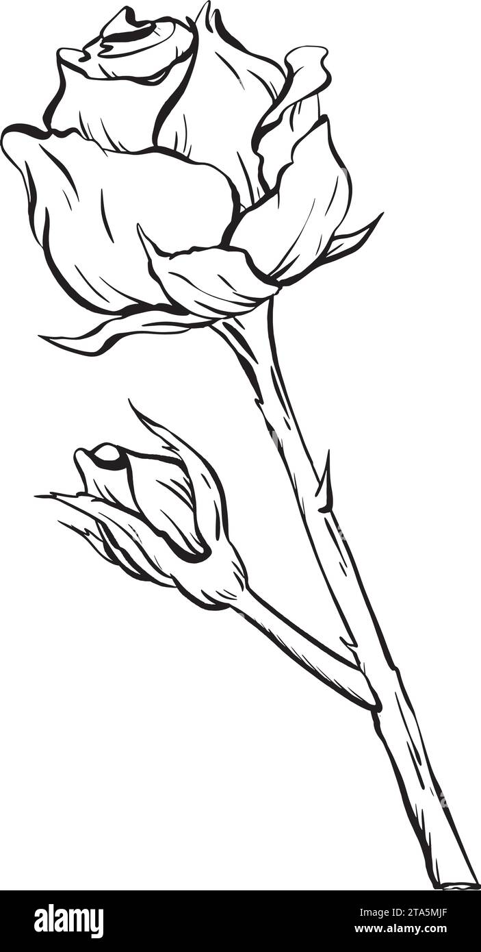 Vektor: Eine hohe, opulente Rose mit einer zarten Knospe auf einem langen Dampf, komplett mit Dornen. Perfekt für Tattoos Einladungen und Karten ein Wandposter Stock Vektor