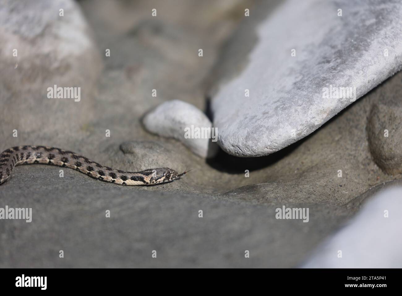 Junge Würfelschlange an einem Flussufer in den französischen alpen Stockfoto