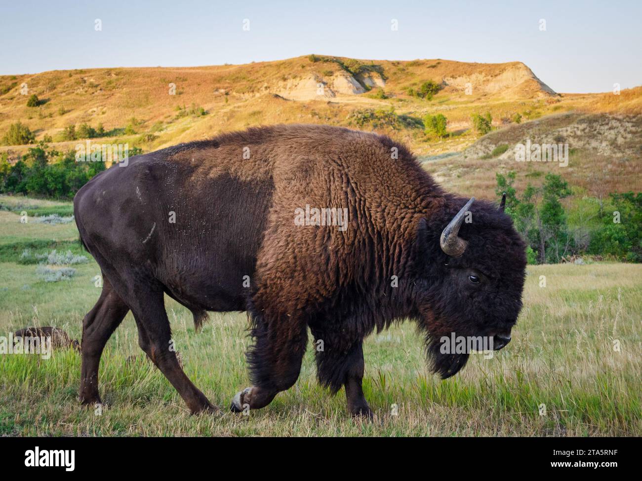 Ein Bison / Buffalo im Theodore Roosevelt National Park in North Dakota Stockfoto