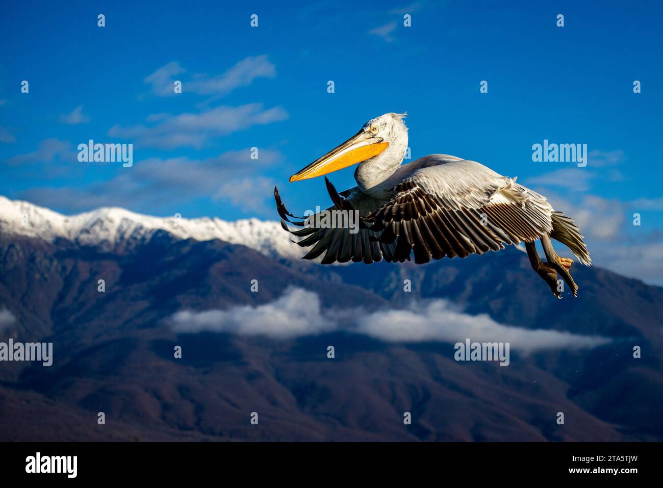 In der Luft schweben GRIECHISCHE KOMÖDIEN zeigen dalmatinische Pelikane, die eine Galazeit auf dem Kerkini-See in Nordgriechenland haben. Ein Nahbild des Stockfoto