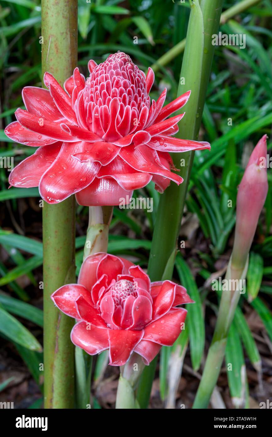Zwei wilde Etaglingera elatior Blumen blühen im Dschungel. Rote Fackel Ingwerblüten gegen üppiges tropisches Wachstum in Nordthailand. Stockfoto