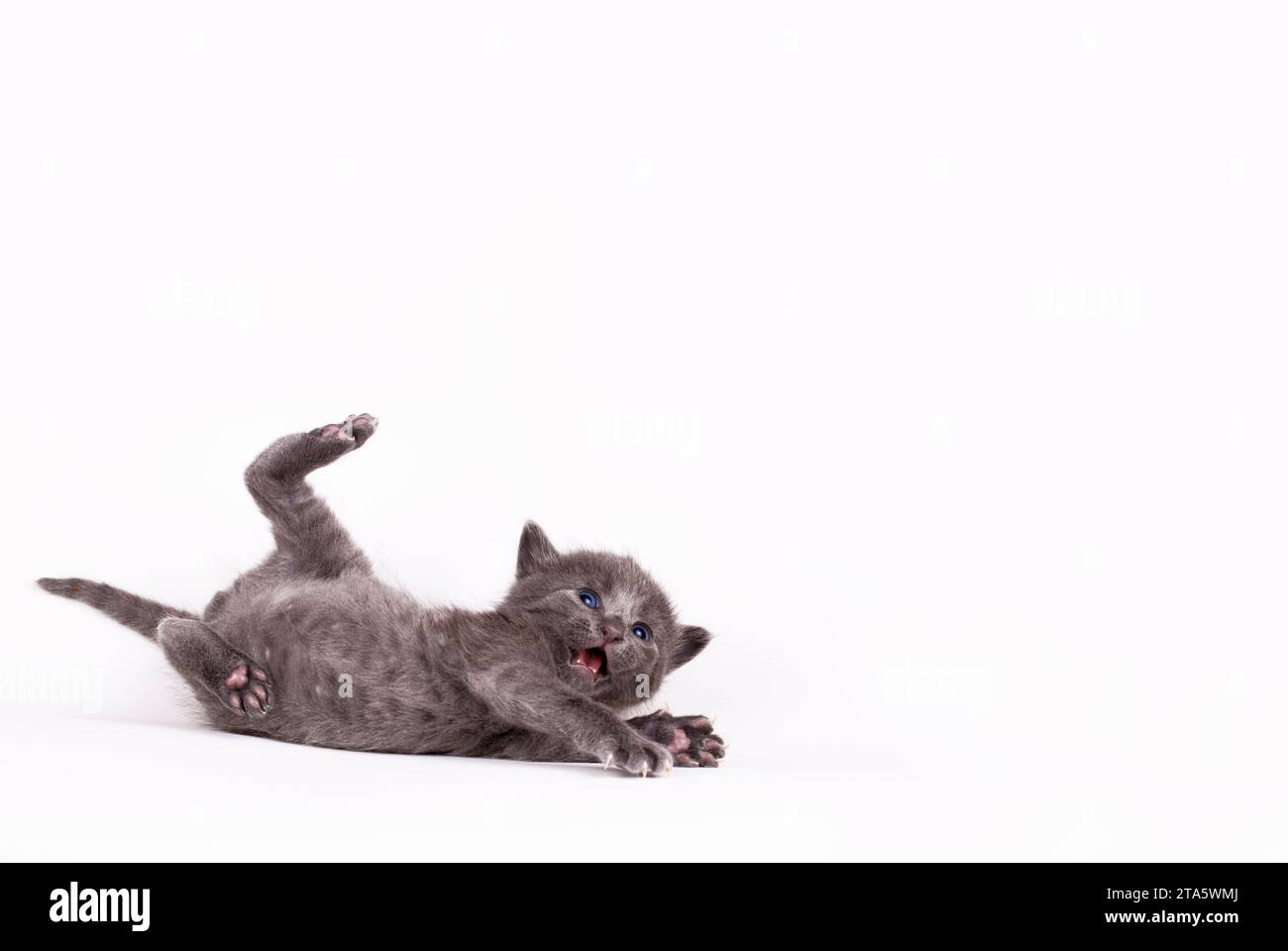 Haustier; niedliche Katze im Haus. Süßes Kätzchen. Stockfoto