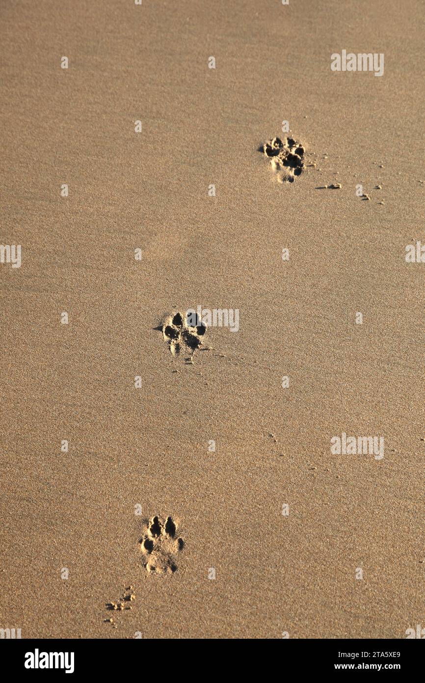 Hundespuren im Sand - Stockfoto