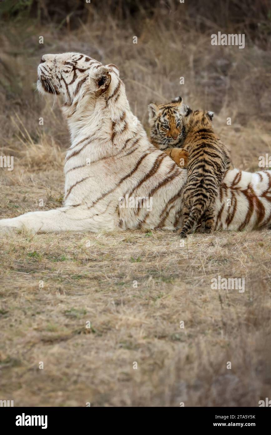 Weiße Tigermutter mit ihren orangen Jungen AFRIKA FASZINIERENDE Bilder einer weißen Tigermutter, die einen zarten Moment mit ihren orangenfarbenen Jungen teilte Stockfoto