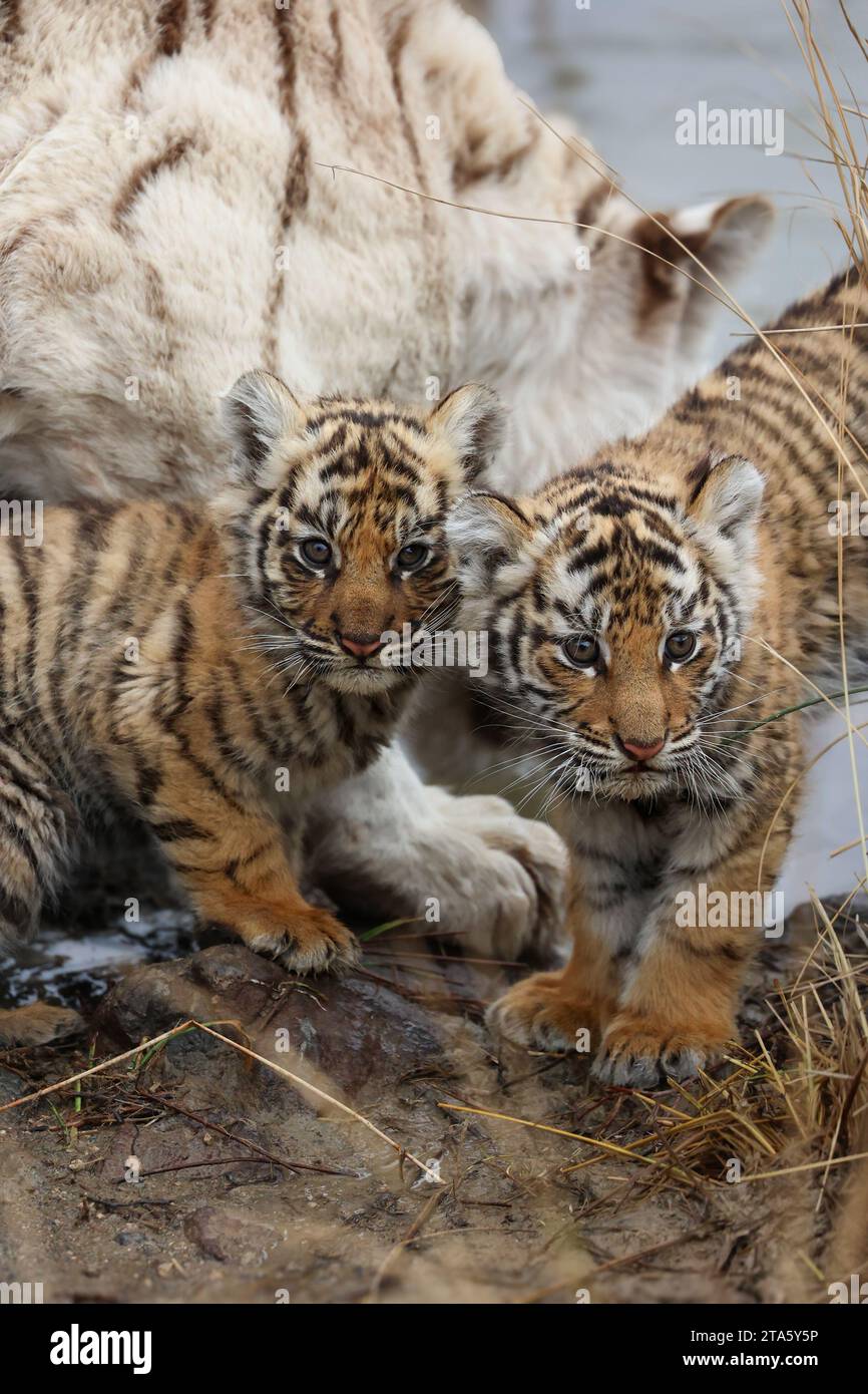 Die beiden orangen Jungen eines weißen Tigers AFRIKA FASZINIERENDE Bilder einer weißen Tigermutter, die einen zarten Moment mit ihren orangenfarbenen Jungen teilte, wurden von mir gerissen Stockfoto