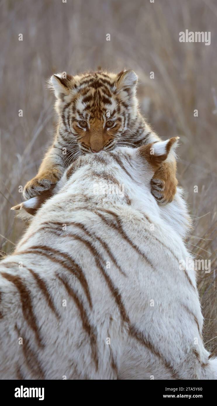 Tigerjunges in verspielter Stimmung AFRIKA FASZINIERENDE Bilder einer weißen Tigermutter, die einen zarten Moment mit ihren orangenfarbenen Jungen teilte, wurden in South A gerissen Stockfoto