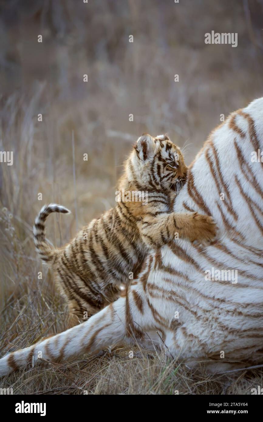Tigerjunges, das mit Mama AFRIKA spielt FASZINIERENDE Bilder einer weißen Tigermutter, die einen zarten Moment mit ihren orangenfarbenen Jungen teilte, wurden in South AF aufgenommen Stockfoto