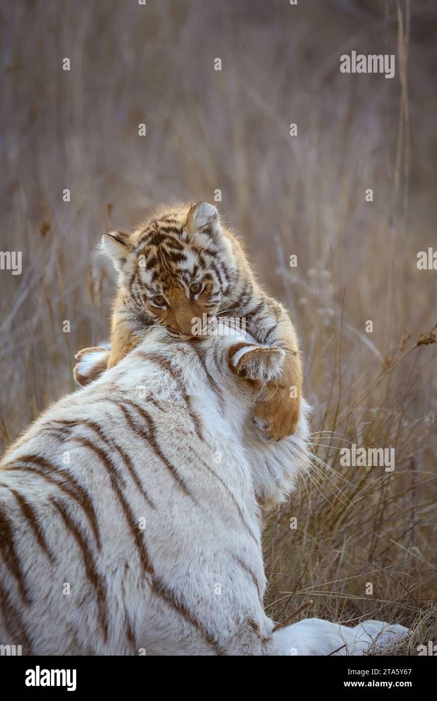 In Südafrika wurden FASZINIERENDE Bilder einer weißen Tigermutter, die einen zärtlichen Moment mit ihren orangenfarbenen Jungen teilte, aufgenommen. Die Stockfoto