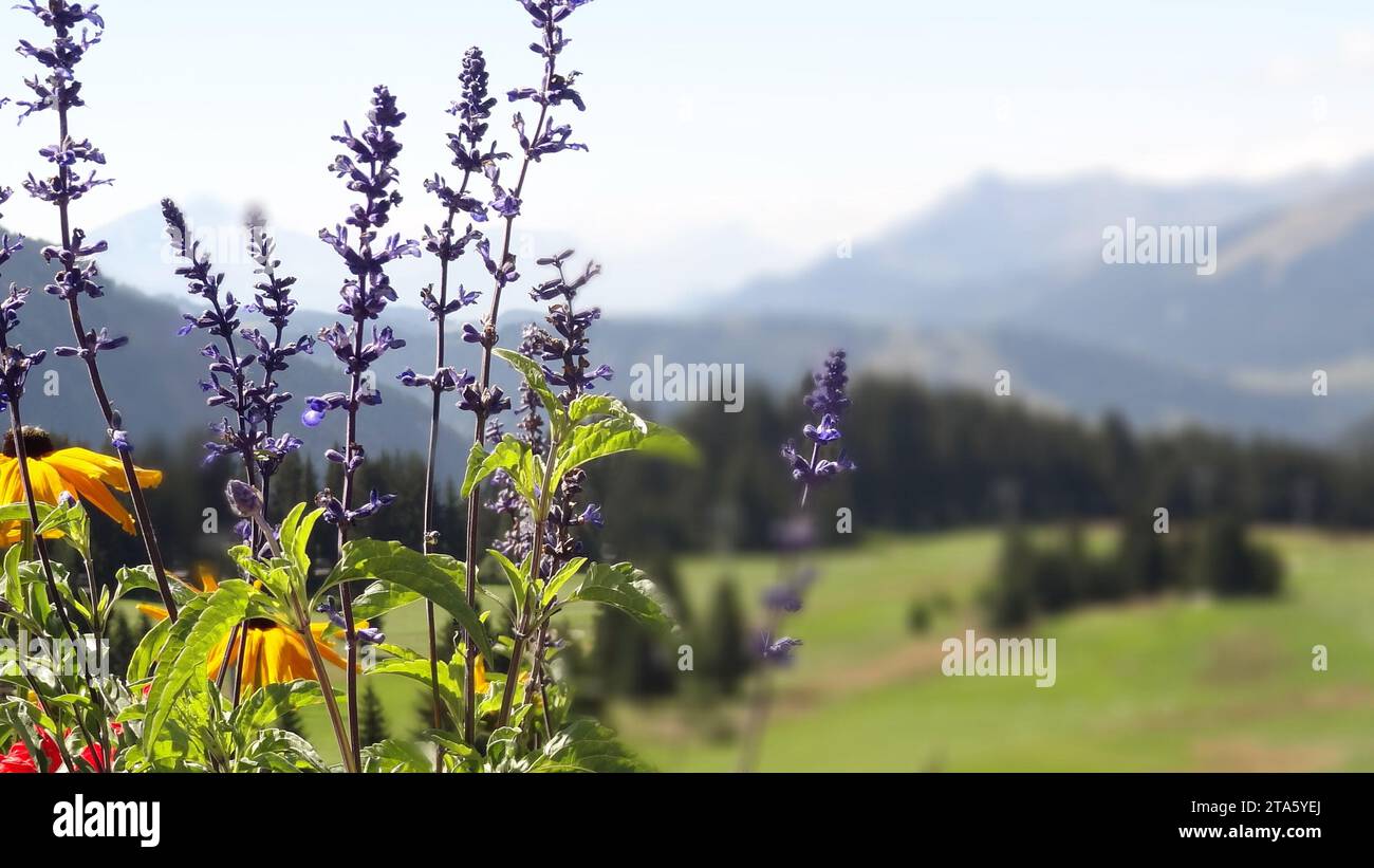 Frühlingsblumen über dem Golfplatz und den Bergen Stockfoto