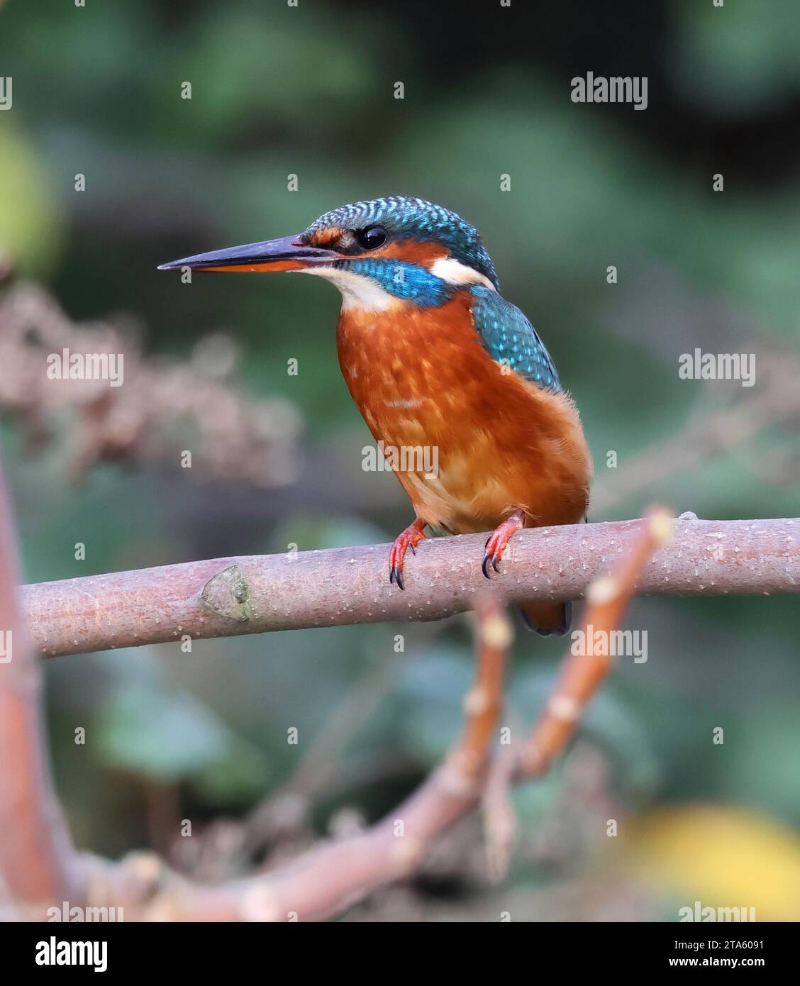 Ein weiblicher Eisvogel (Alcedo atthis) im Pittville Park Cheltenham Gloucestershire Stockfoto