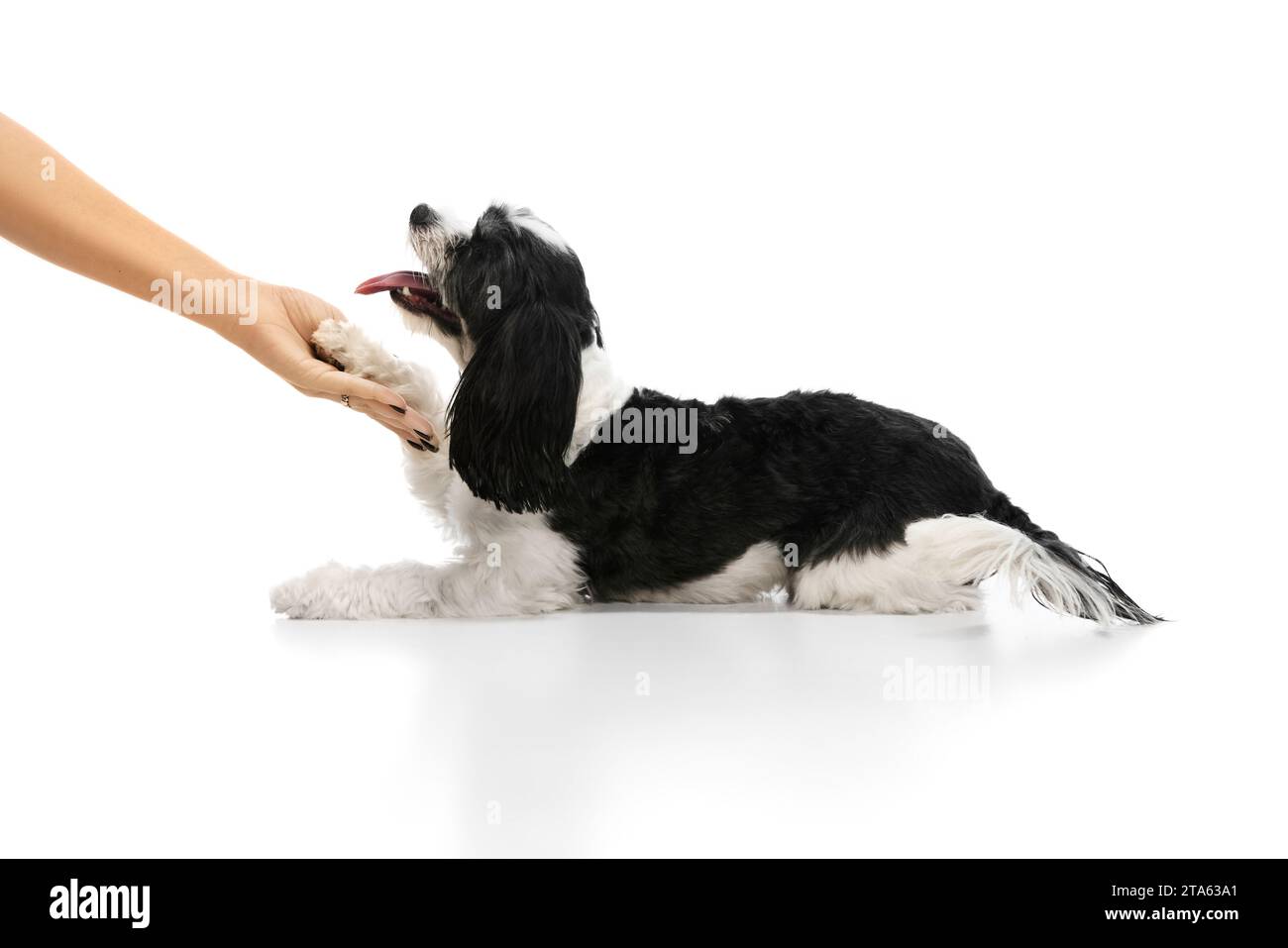 Der reinrassige Hund, der schwarz-weiße Shi-tzu-Welpe, folgt eindeutig den Anweisungen des Besitzers, gebt die Pfote vor weißem Studiohintergrund. Stockfoto