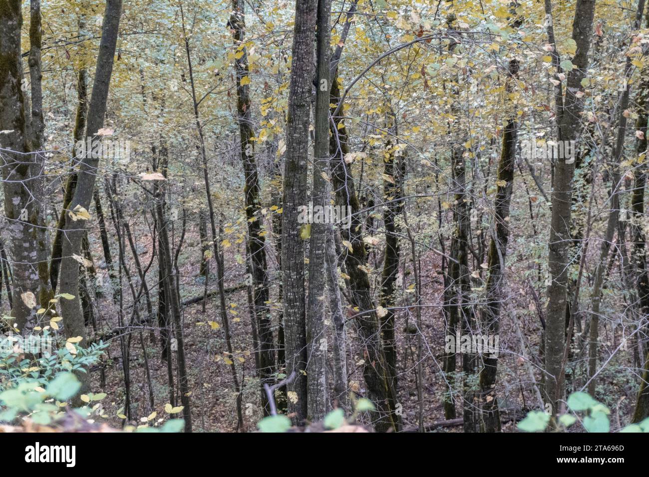 Viele hohe Bäume in feuchten Wäldern Stockfoto