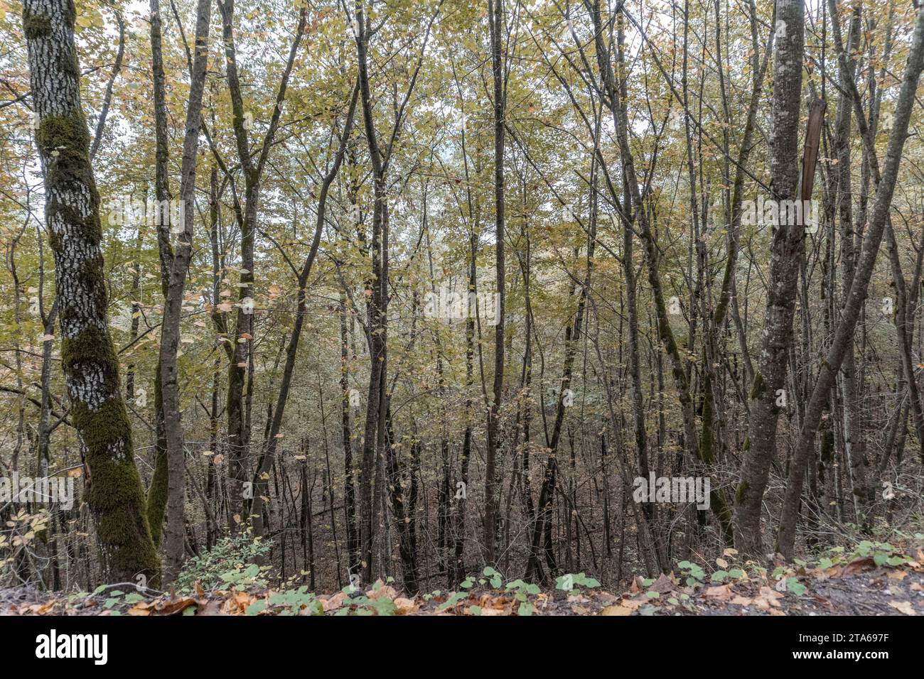 Viele hohe Bäume in feuchten Wäldern Stockfoto