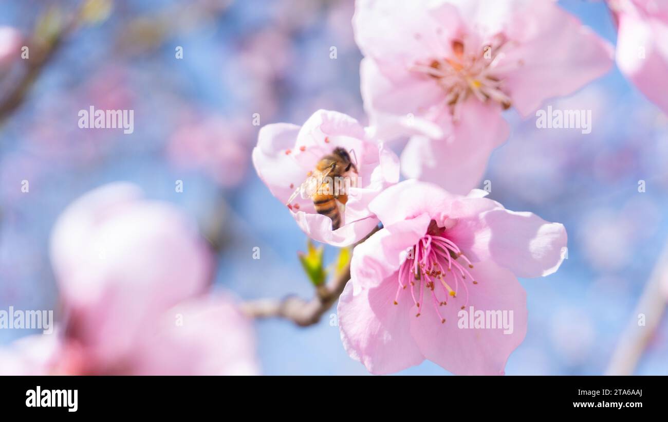 Bienen auf den Blüten der Bäume Stockfoto