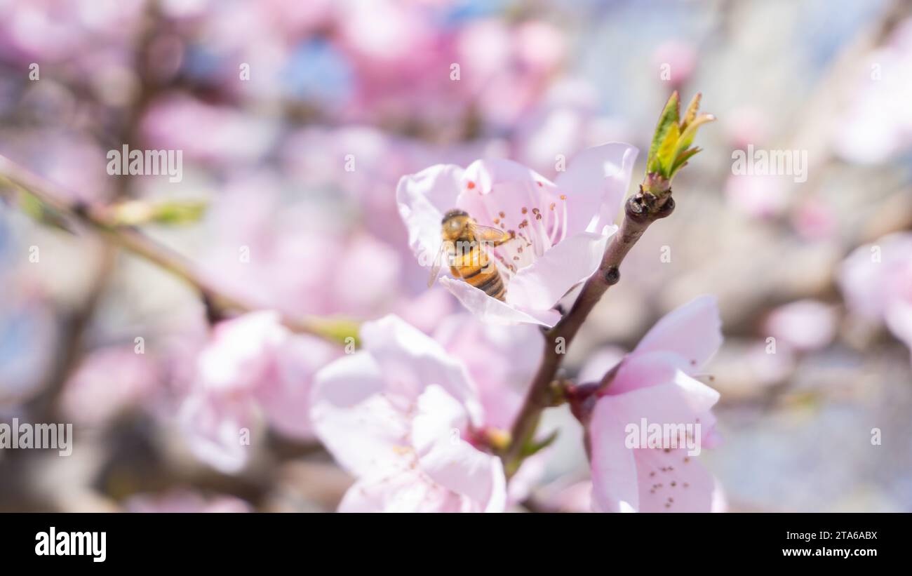 Bienen auf den Blüten der Bäume Stockfoto