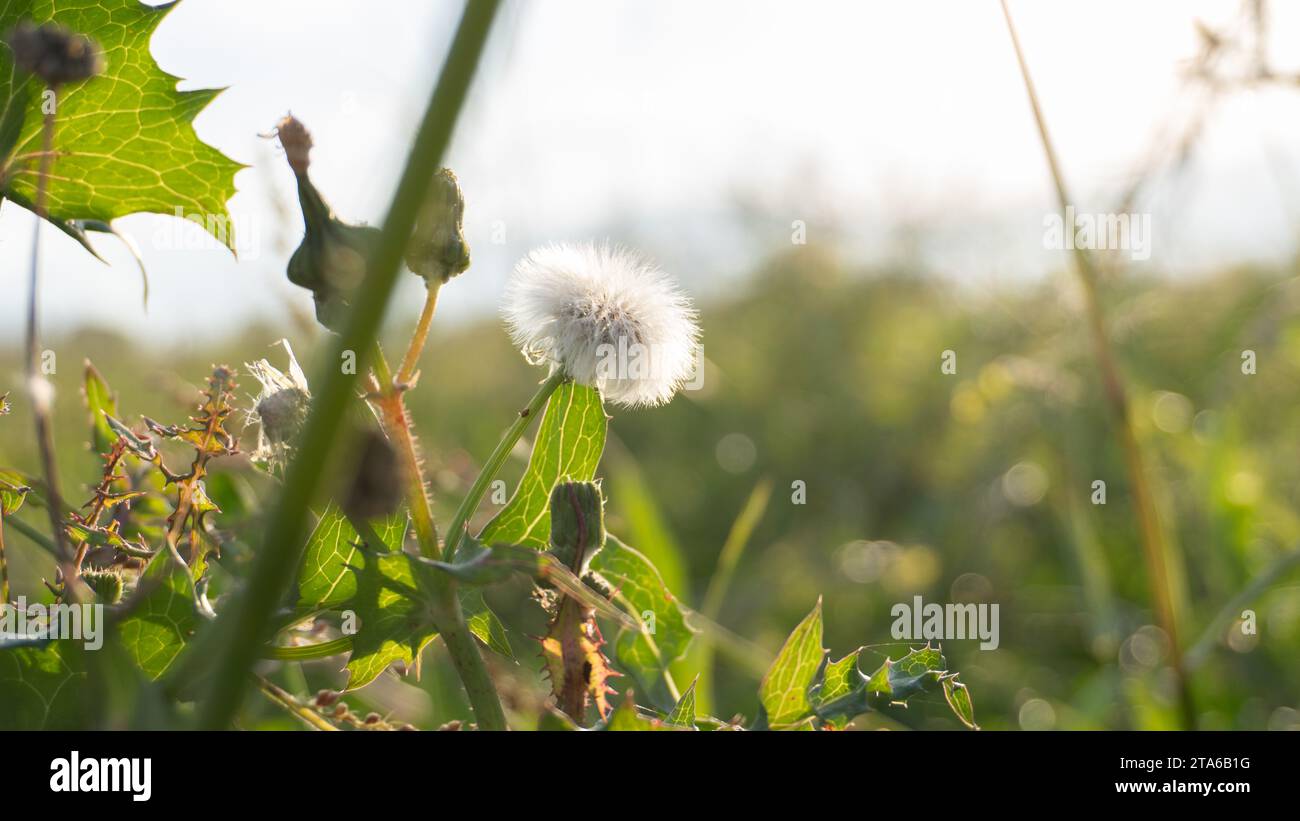 Löwenzahn im Herbst، Löwenzahn im Herbst Stockfoto