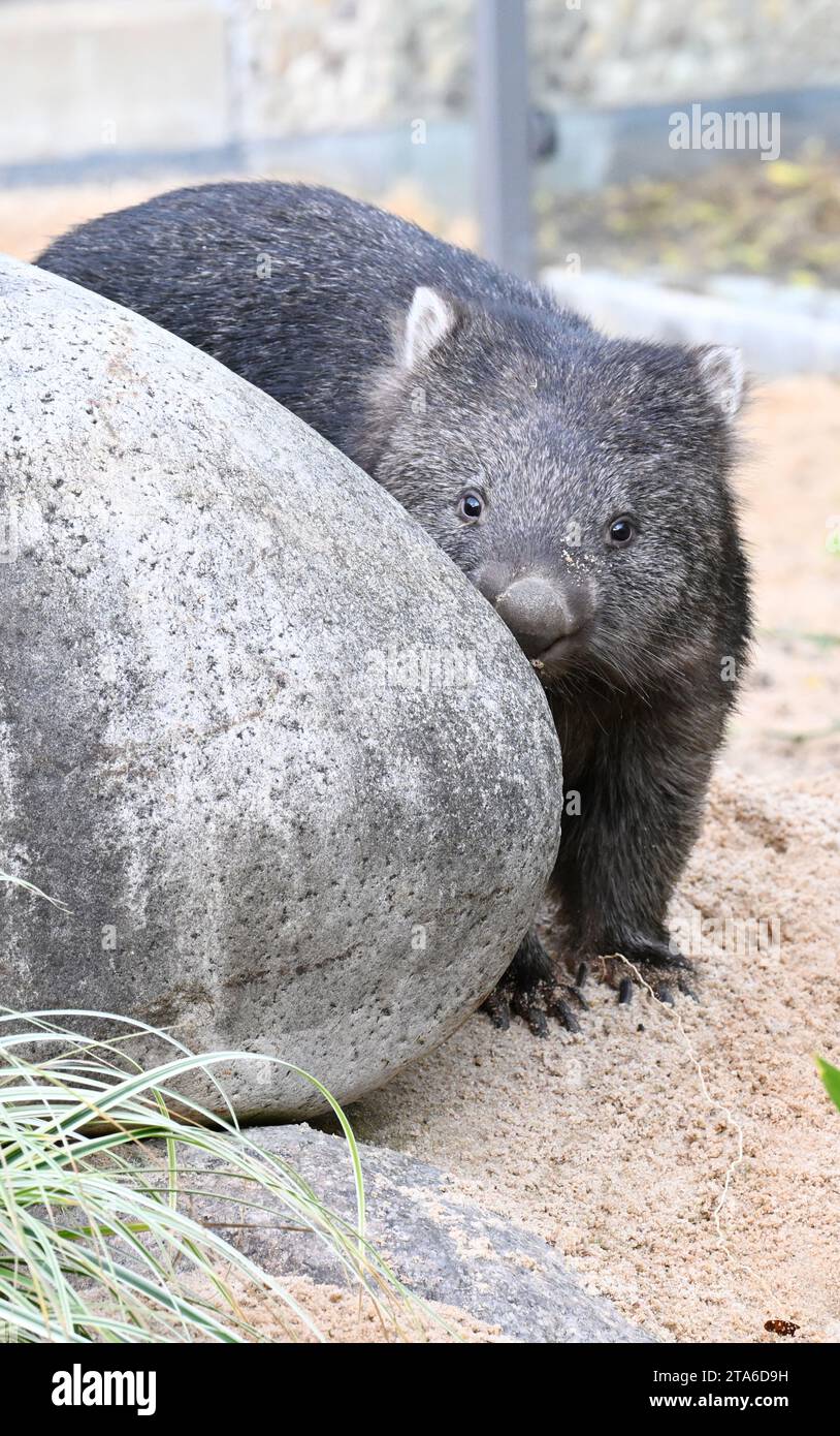 Stuttgart, Deutschland. November 2023. Einer der beiden nackten Wombats erkundet das neue Gehege in der Wilhelma. Nach einer zweimonatigen Akklimatisierungsphase können die beiden Beuteltiere nun von Besuchern gesehen werden. Sie sind dreieinhalb Jahre alt und stammen aus einem Zoo in Budapest und einem Zoo in Tasmanien. Franziska Kraufmann/dpa/Alamy Live News Stockfoto