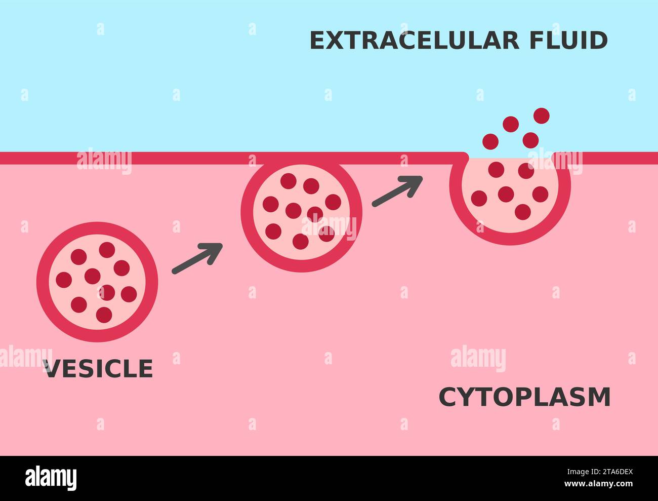 Der Exozytose-Prozess. Die Zelle transportiert Partikel aus der Zelle. Aktiver und Massentransportmechanismus, der Energie erfordert. Fusion sekretorischer Vesikel Stock Vektor